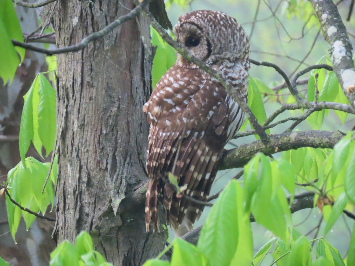 Barred Owl - Joseph Pumford