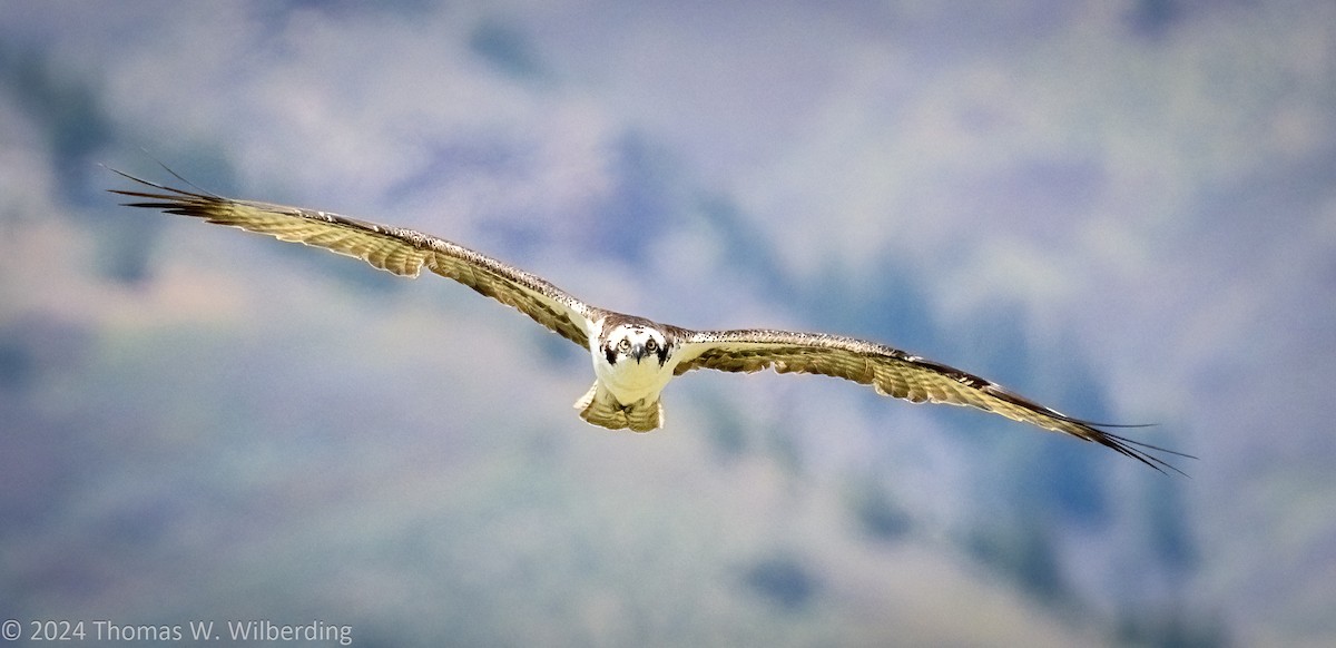 Águila Pescadora - ML618867704