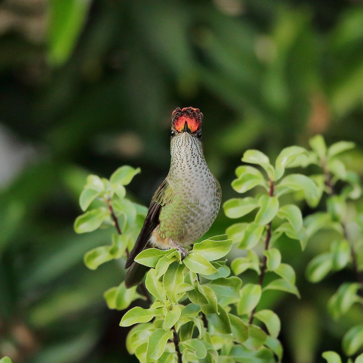 Green-backed Firecrown - ML618867708