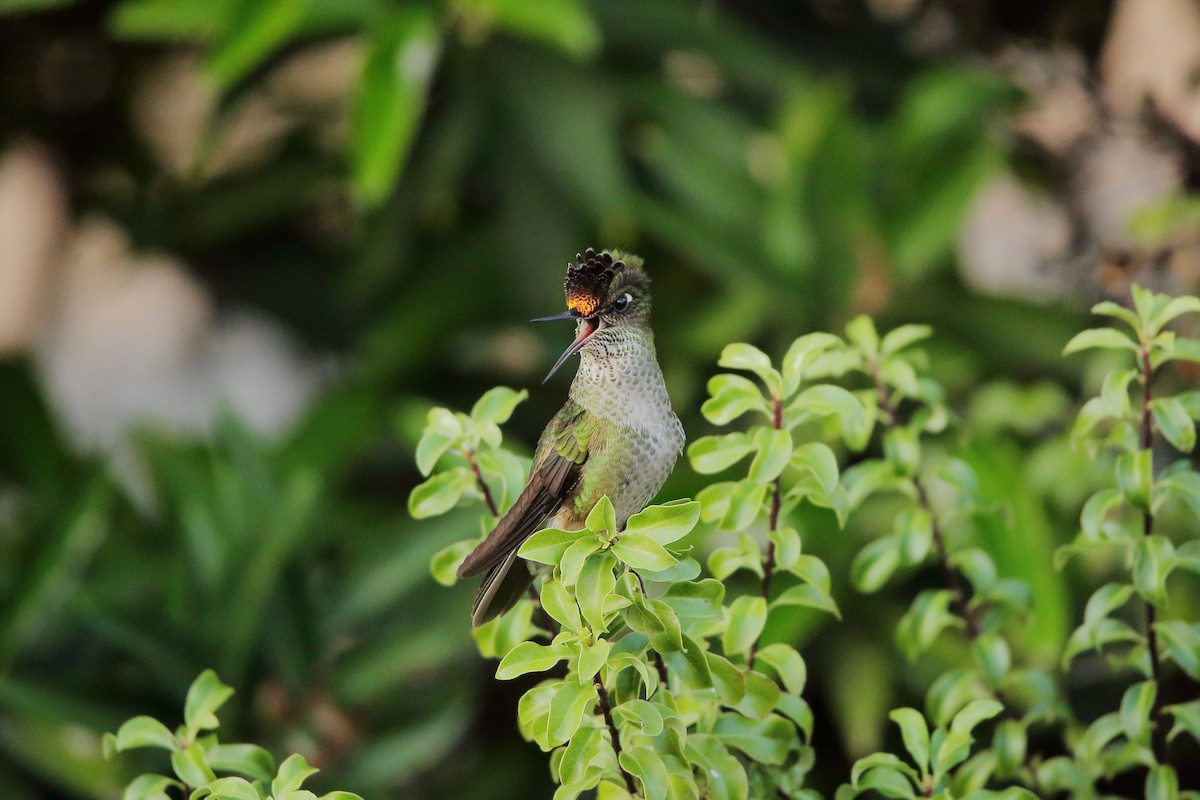Green-backed Firecrown - ML618867709