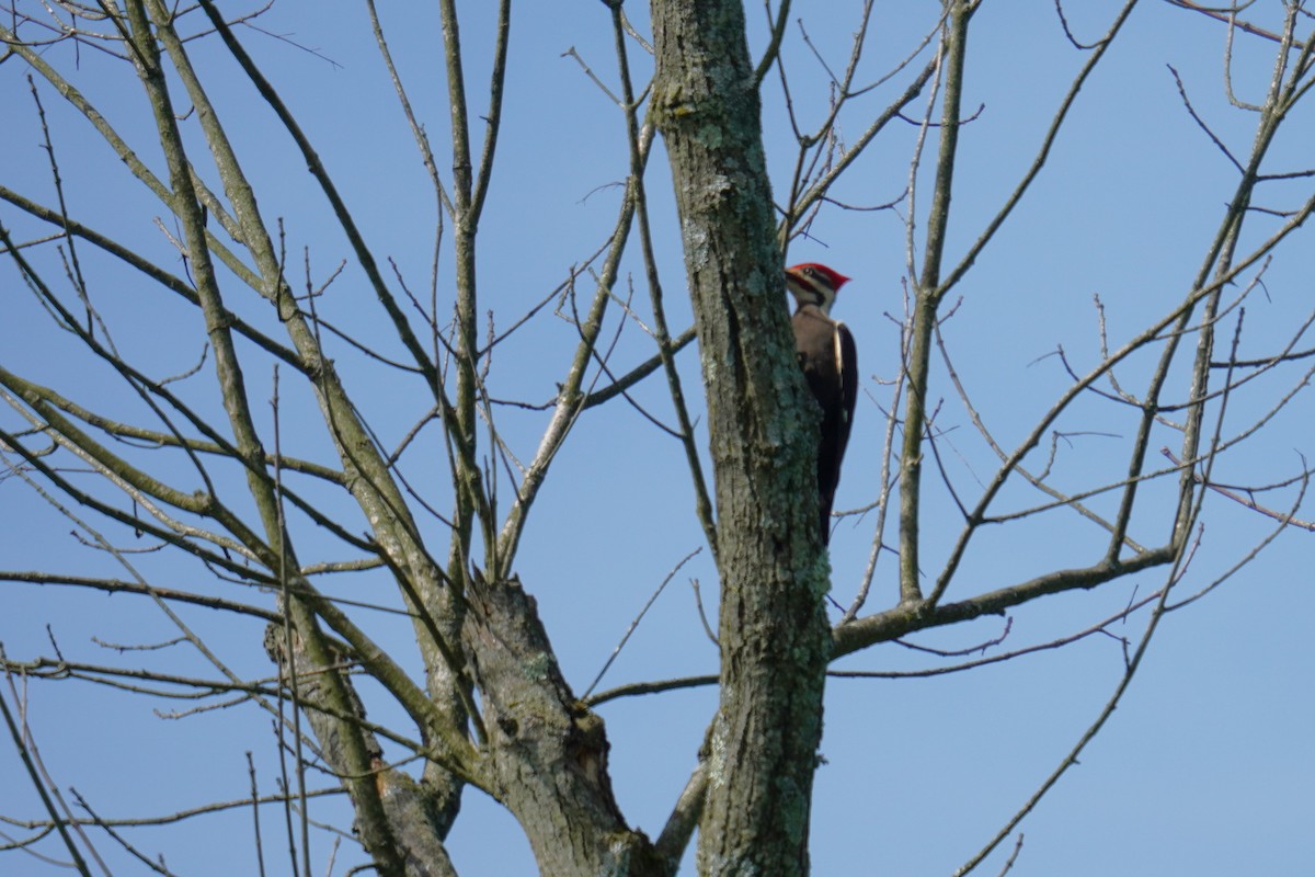 Pileated Woodpecker - Ethan K