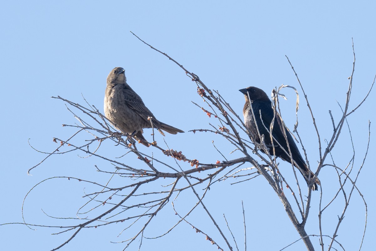 Brown-headed Cowbird - Ross Bartholomew