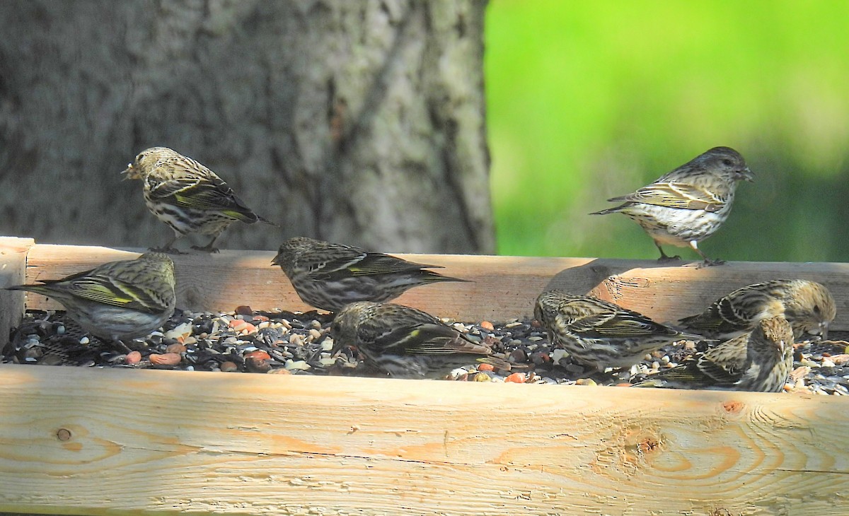 Pine Siskin - Melody Walsh