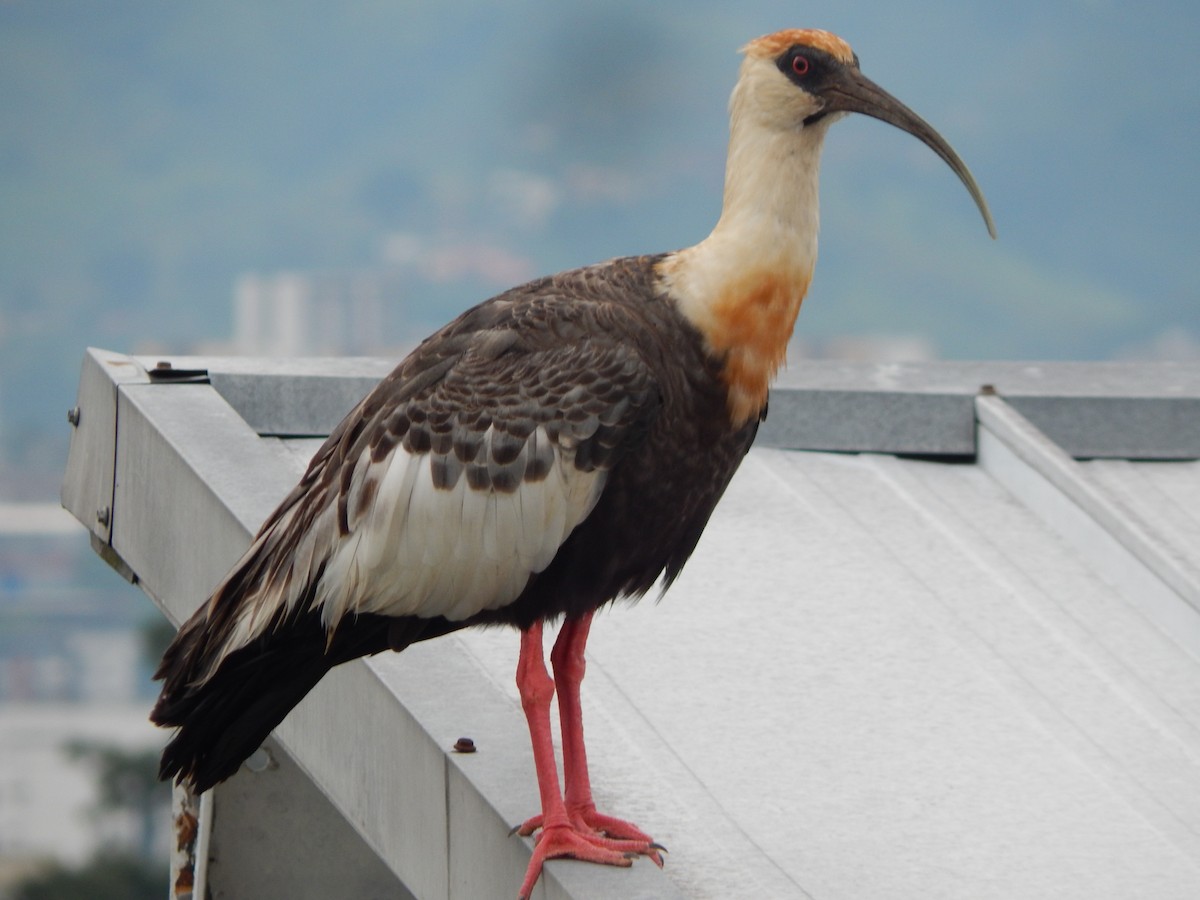 Buff-necked Ibis - ML618867716