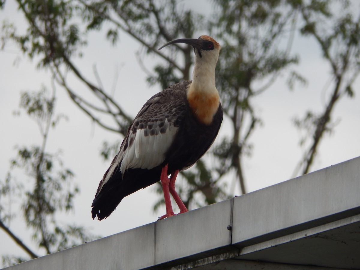 Buff-necked Ibis - ML618867717