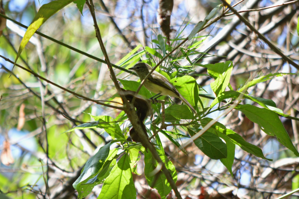 Greenish Elaenia - Chris Cox