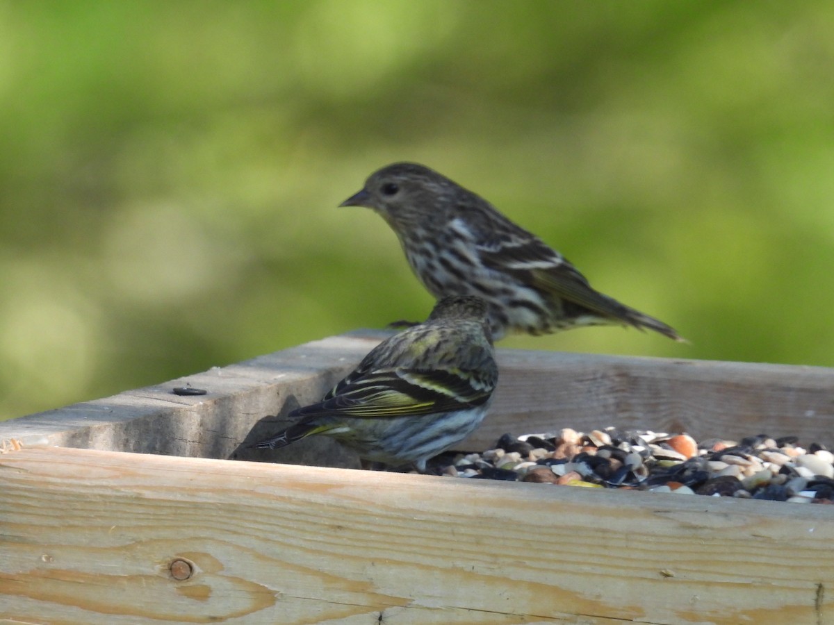 Pine Siskin - Melody Walsh