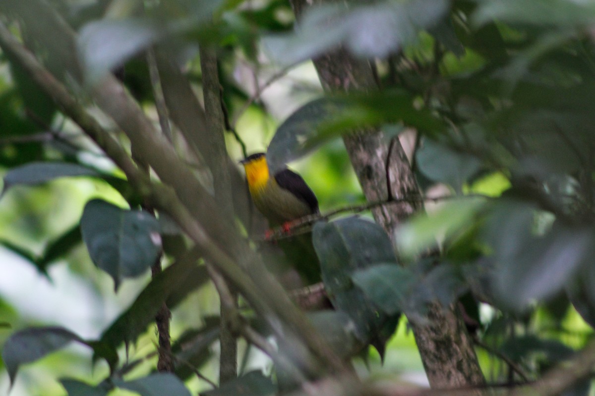 Golden-collared Manakin - Anonymous