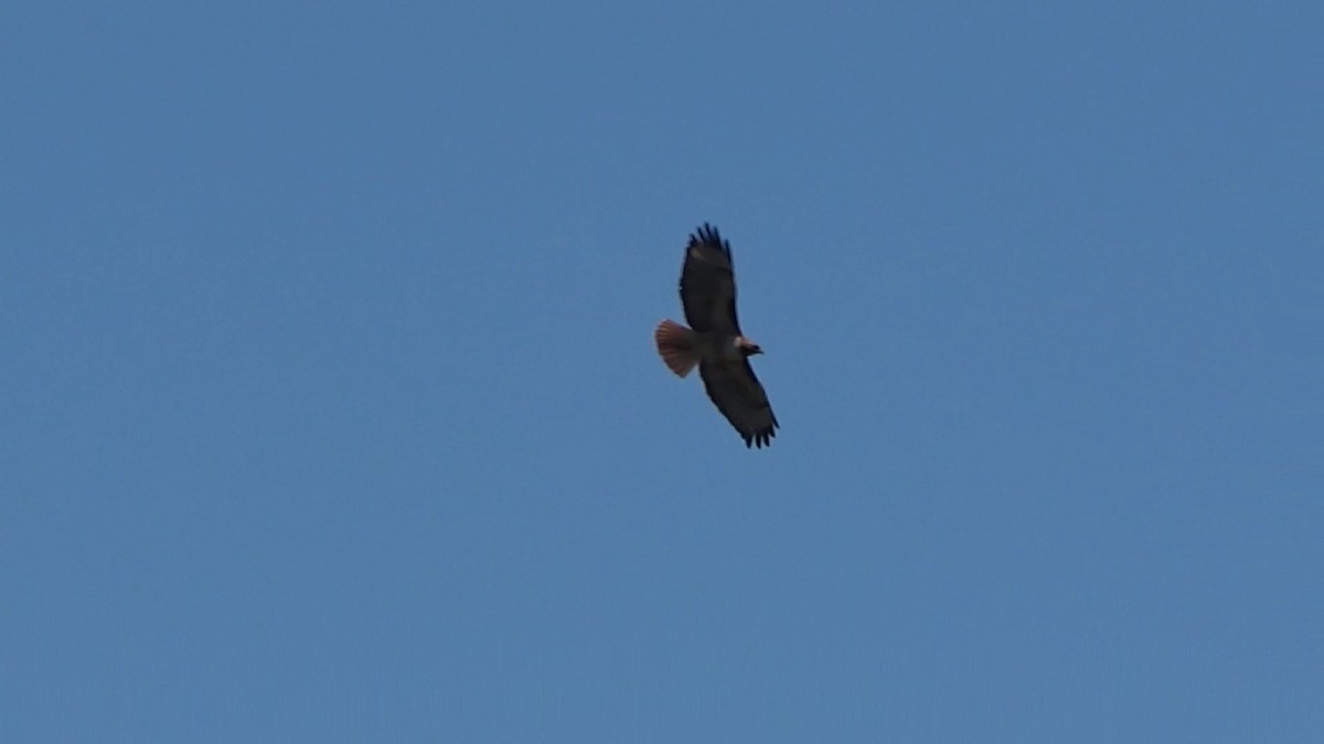 Red-tailed Hawk - Bruce Schine