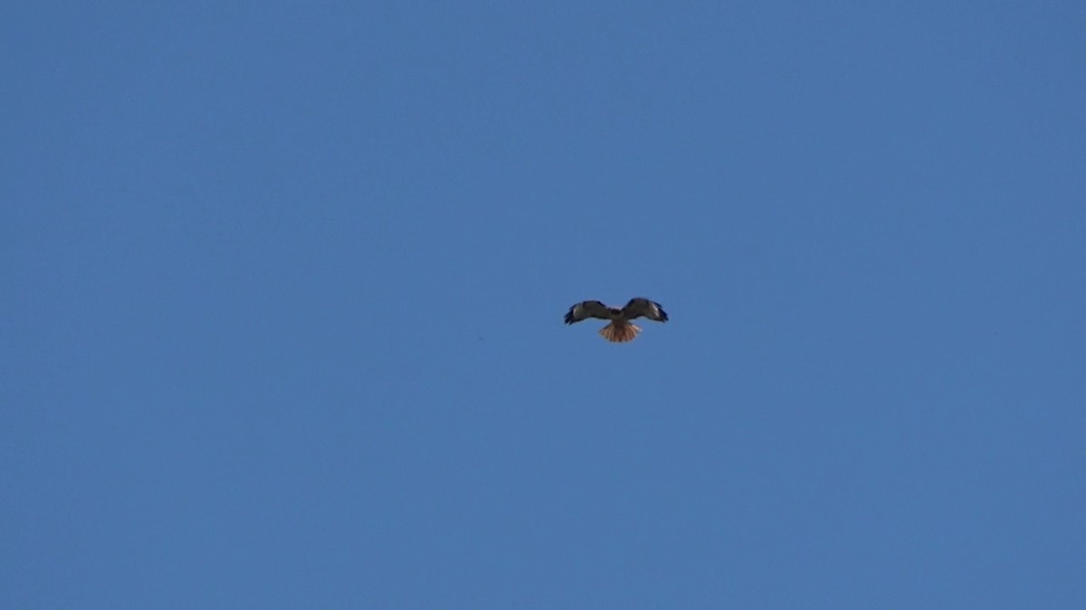 Red-tailed Hawk - Bruce Schine