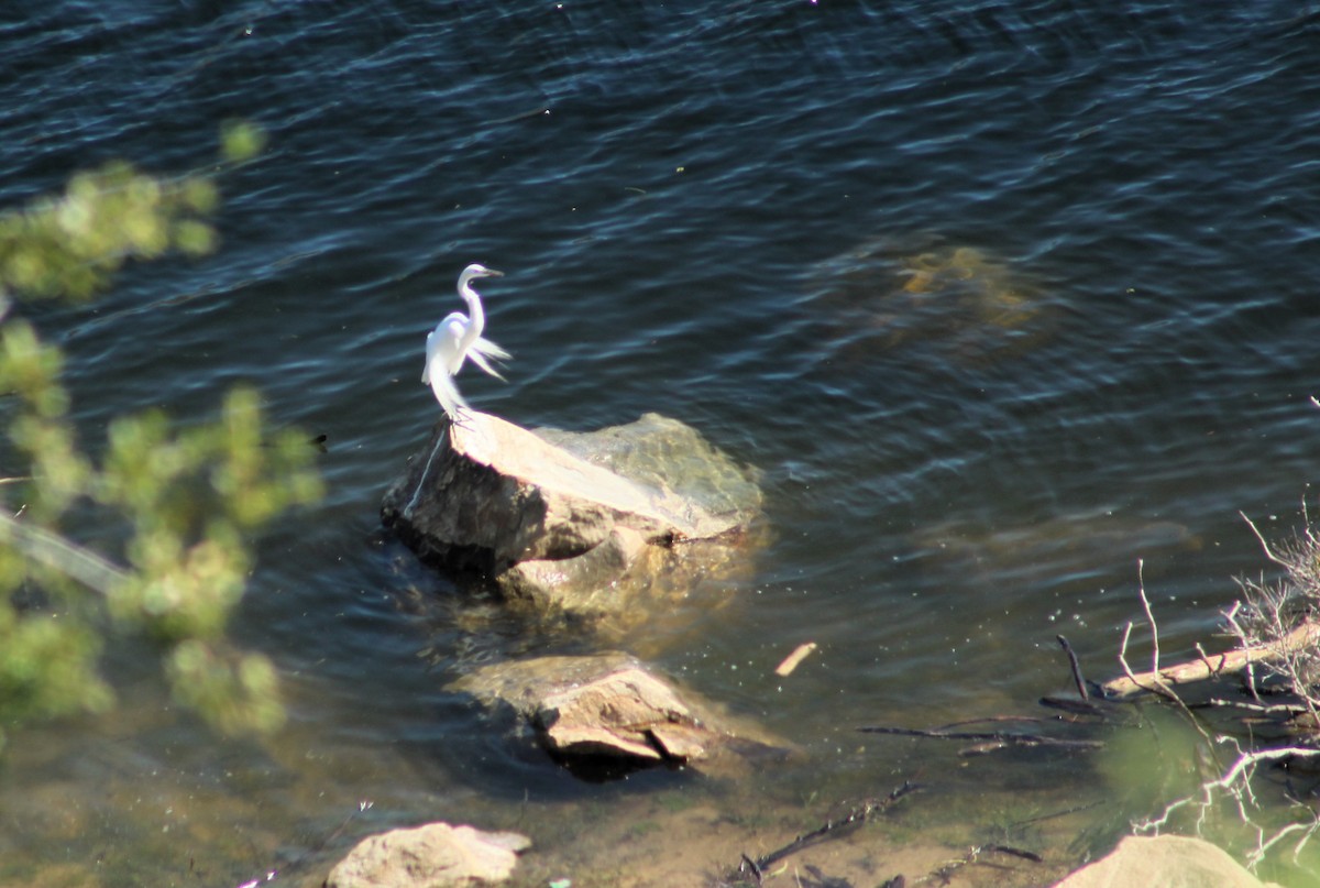 Snowy Egret - Jane Thomas