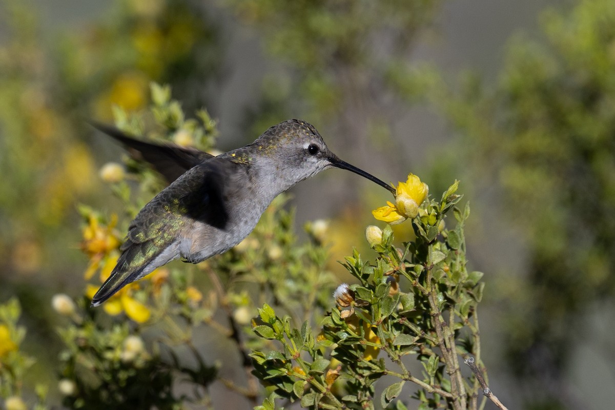 Black-chinned Hummingbird - Ross Bartholomew