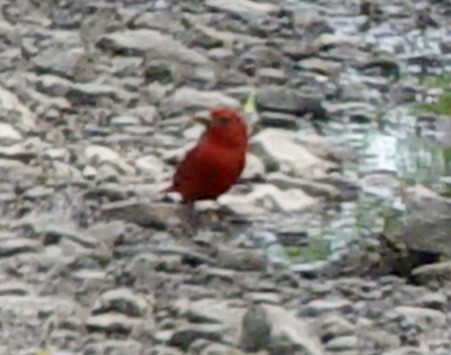 Summer Tanager - Boyce Wofford