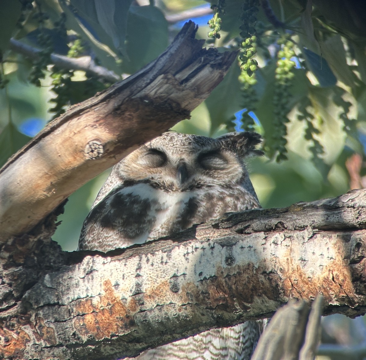 Great Horned Owl - ML618867754