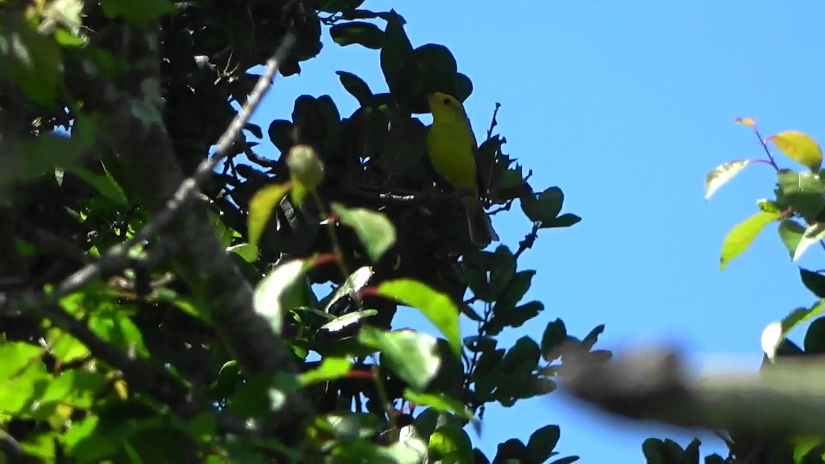 Wilson's Warbler - Bruce Schine