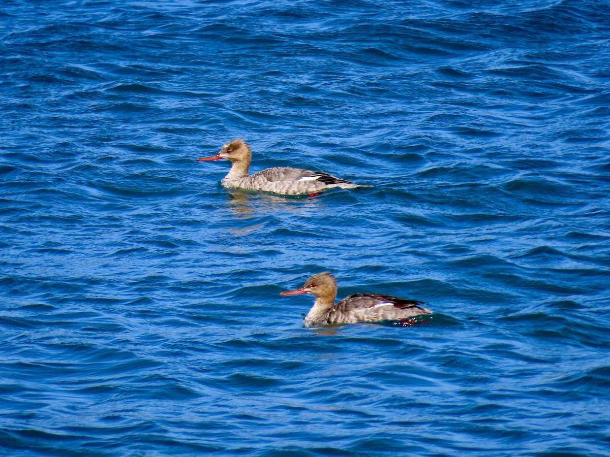 Red-breasted Merganser - Dan Mottern