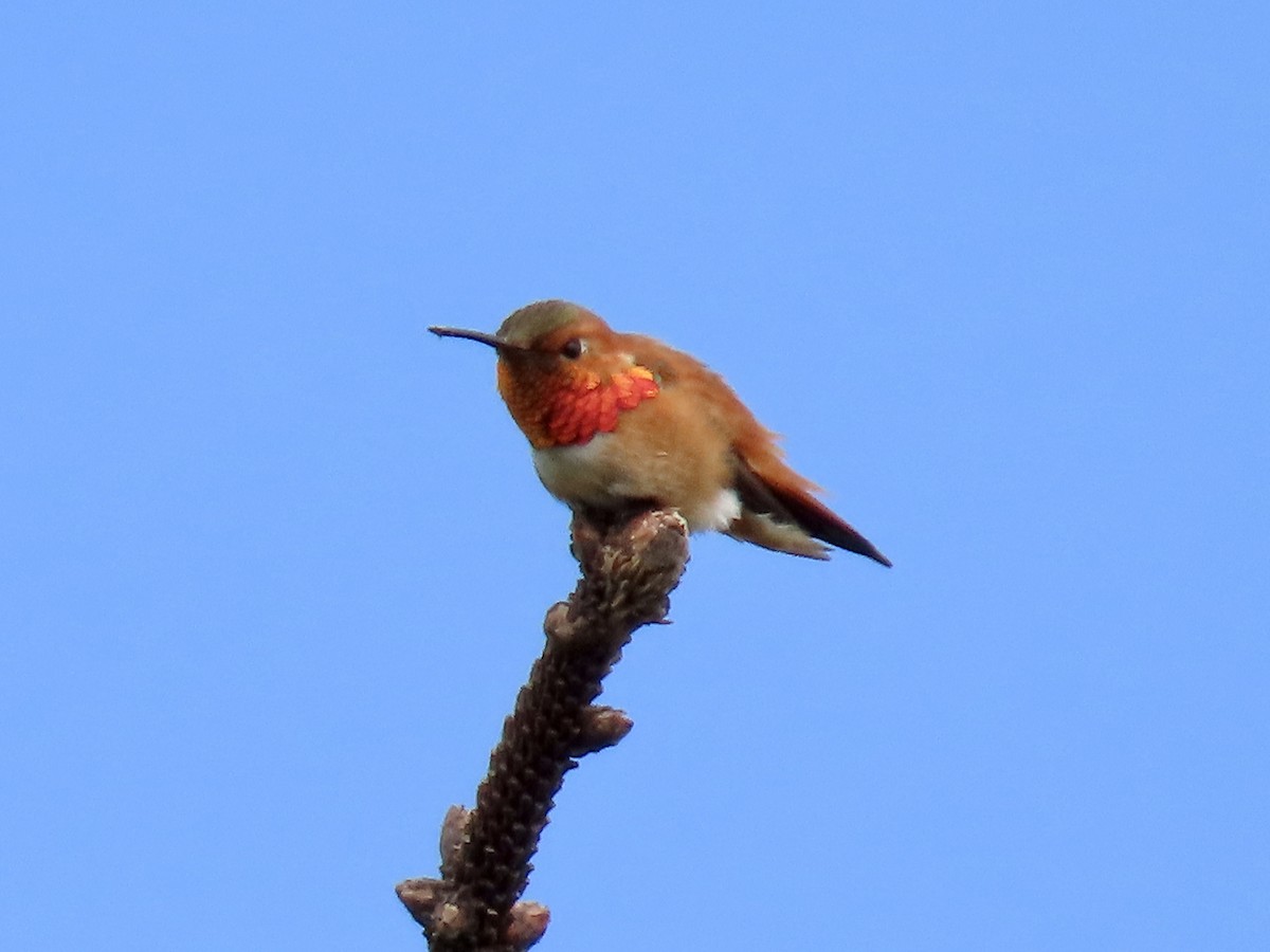 Rufous Hummingbird - Dan Mottern