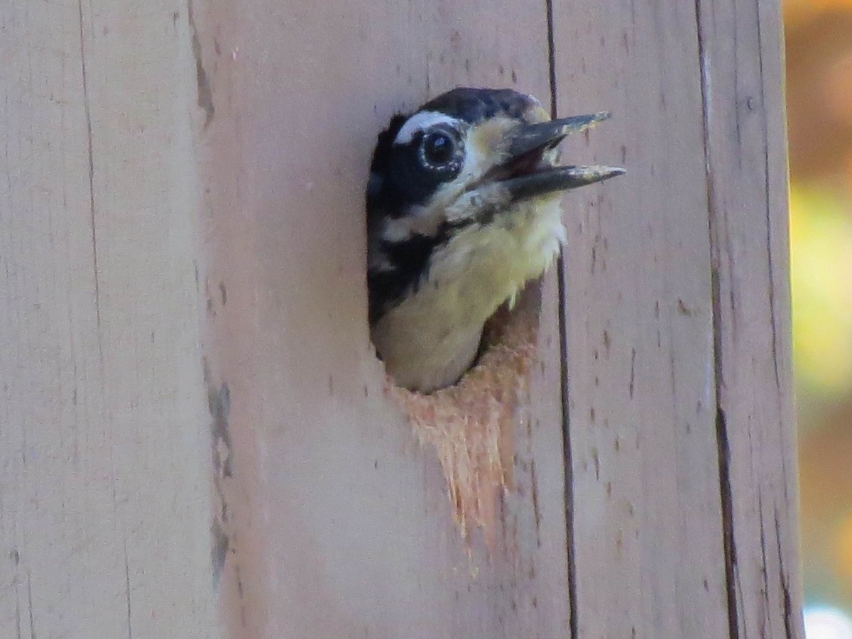 Downy Woodpecker - John Tschopp