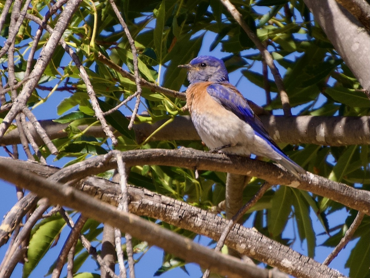 Western Bluebird - Ava Pun