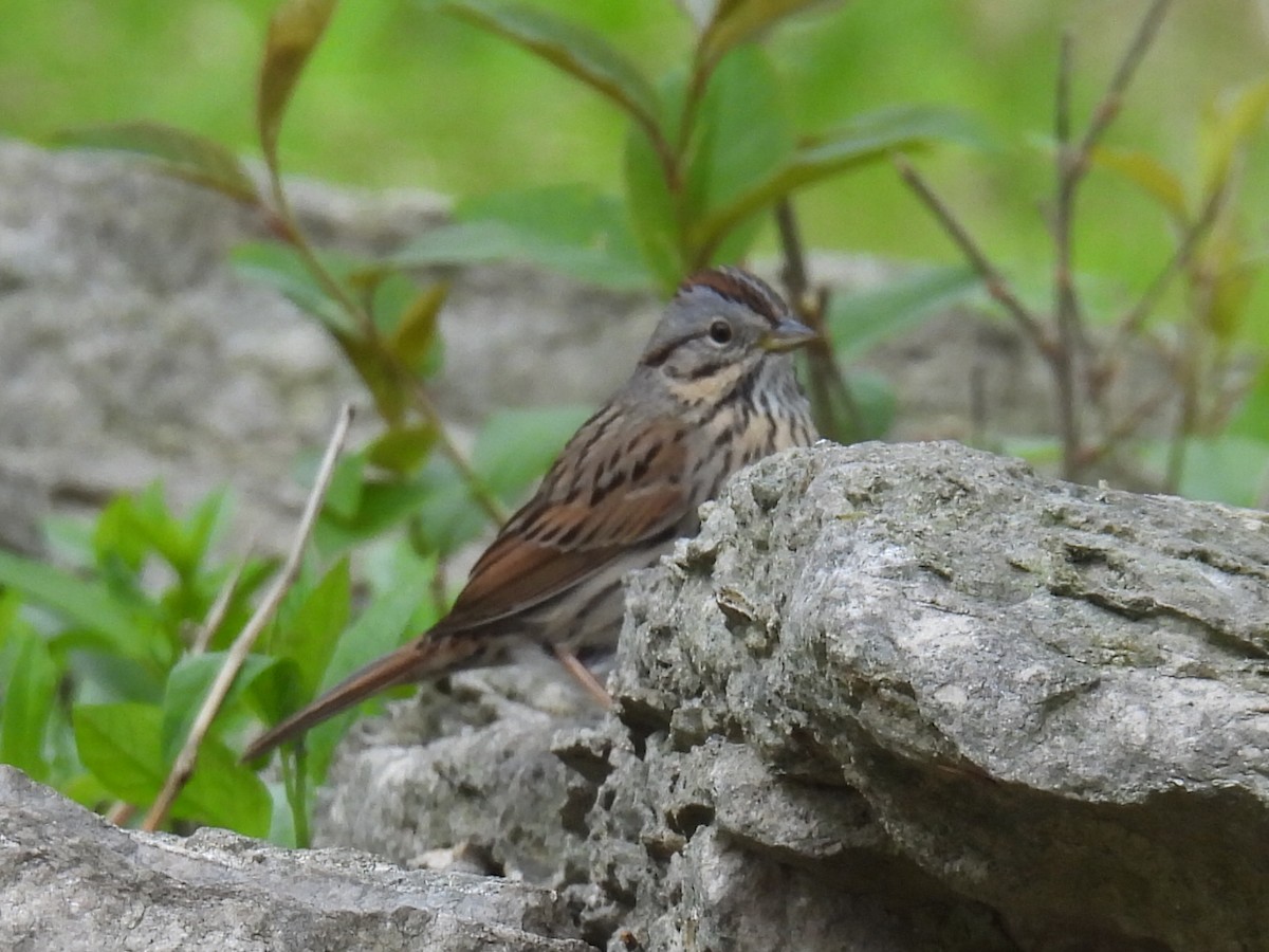 Lincoln's Sparrow - Melody Walsh