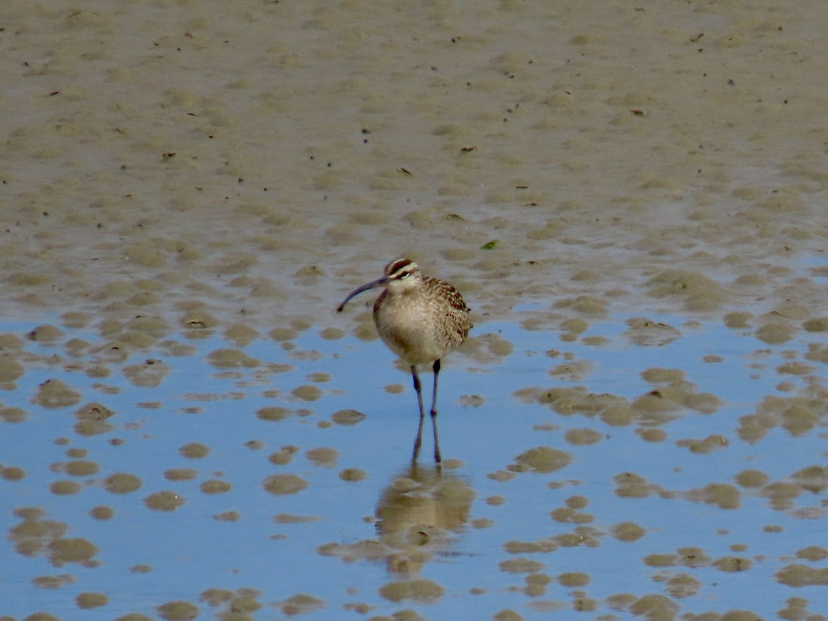 Whimbrel - Dan Mottern