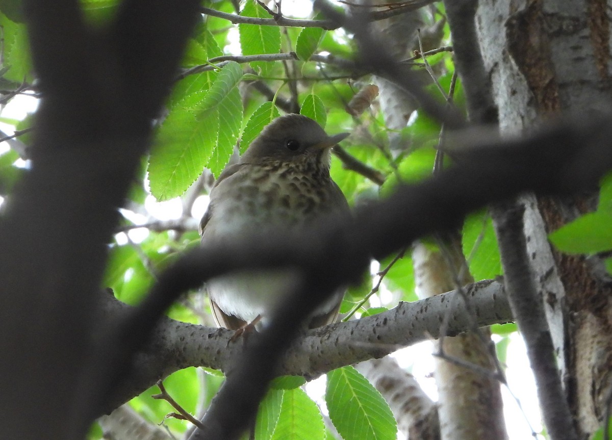 Gray-cheeked Thrush - Mark Nolen