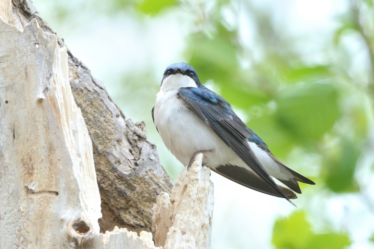 Tree Swallow - John Gordinier