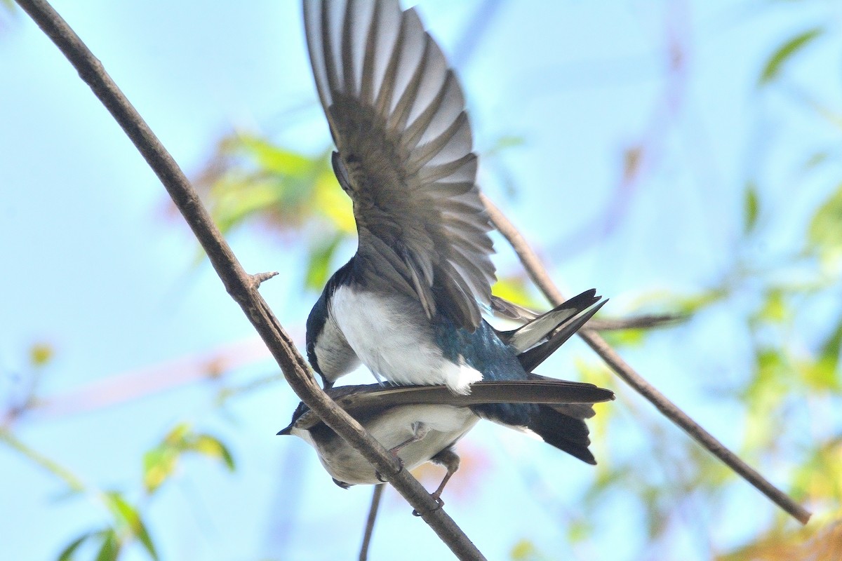 Tree Swallow - John Gordinier