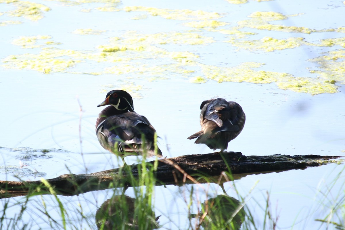 Wood Duck - Jacob  Wyco