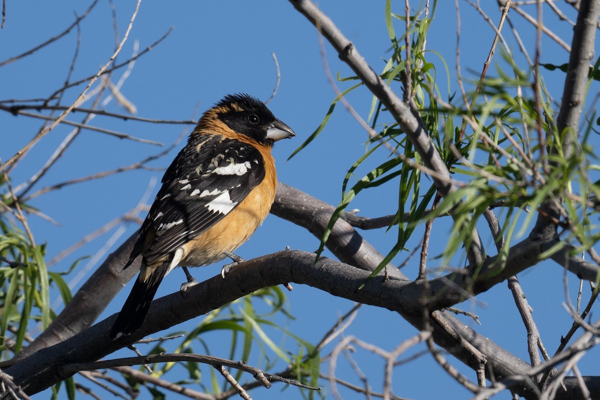 Black-headed Grosbeak - Ross Bartholomew