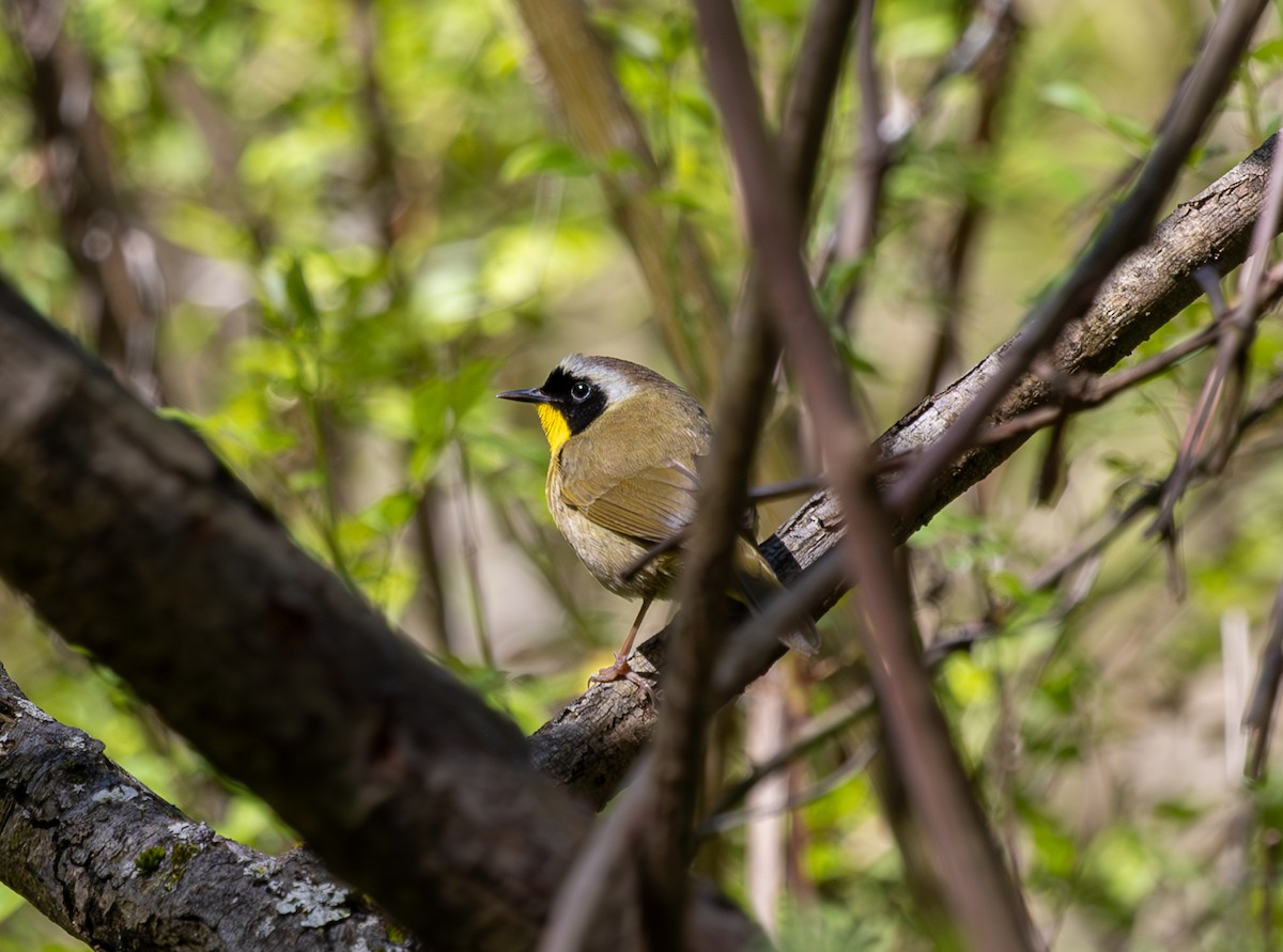 Common Yellowthroat - Anand Ramachandran