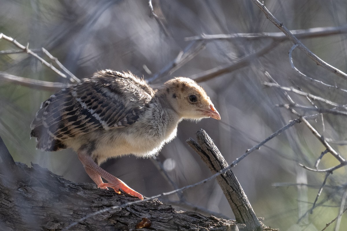 Wild Turkey - Ross Bartholomew