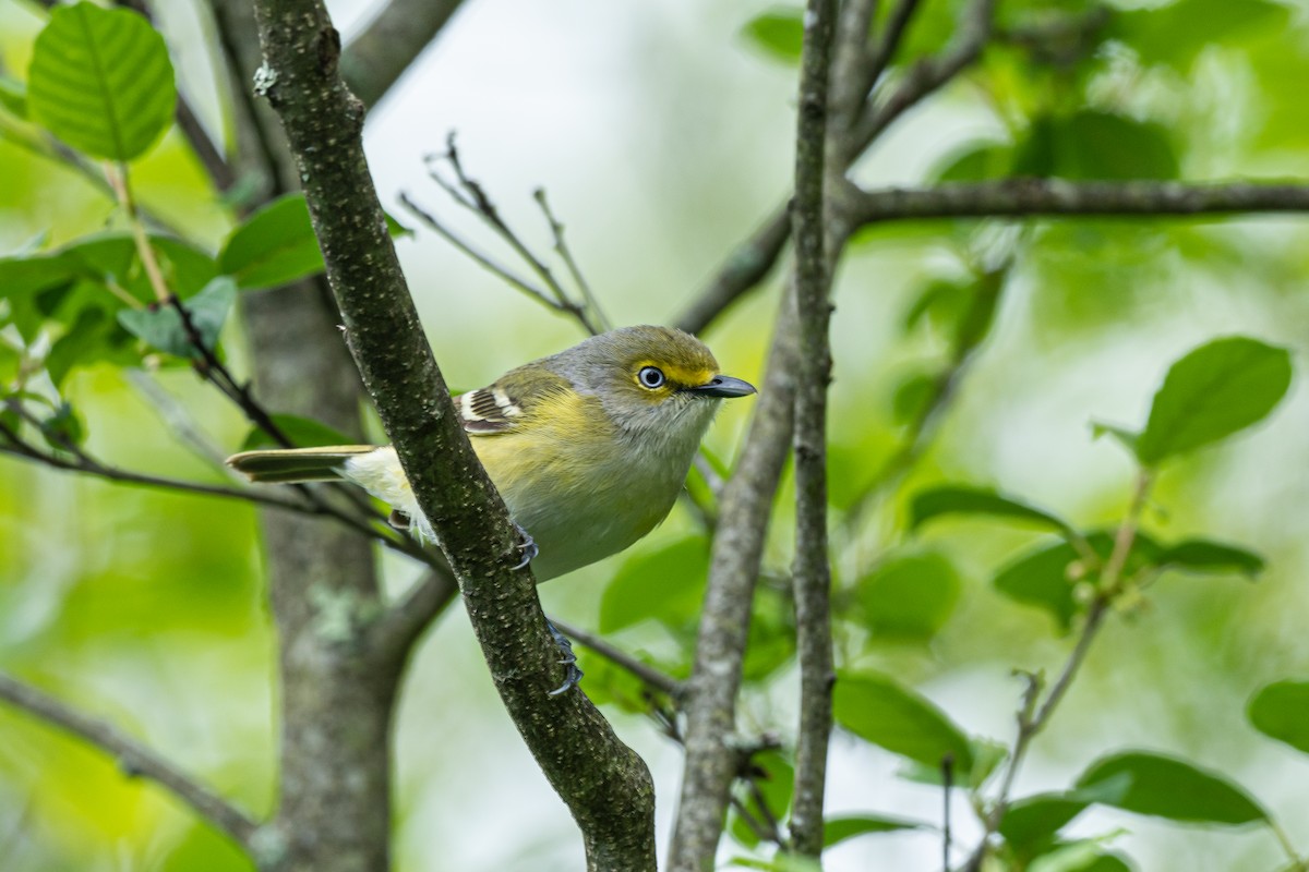 Ak Gözlü Vireo - ML618867851