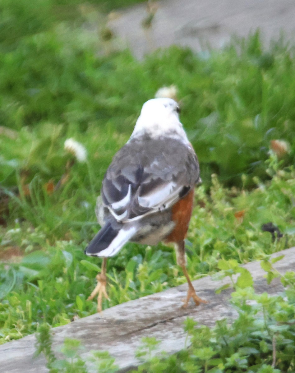 American Robin - Alan Shapiro