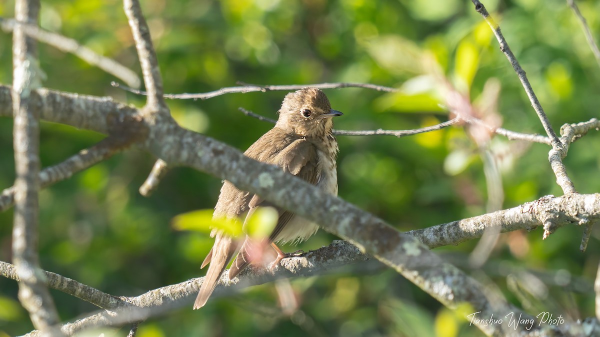 Swainson's Thrush - Tianshuo Wang