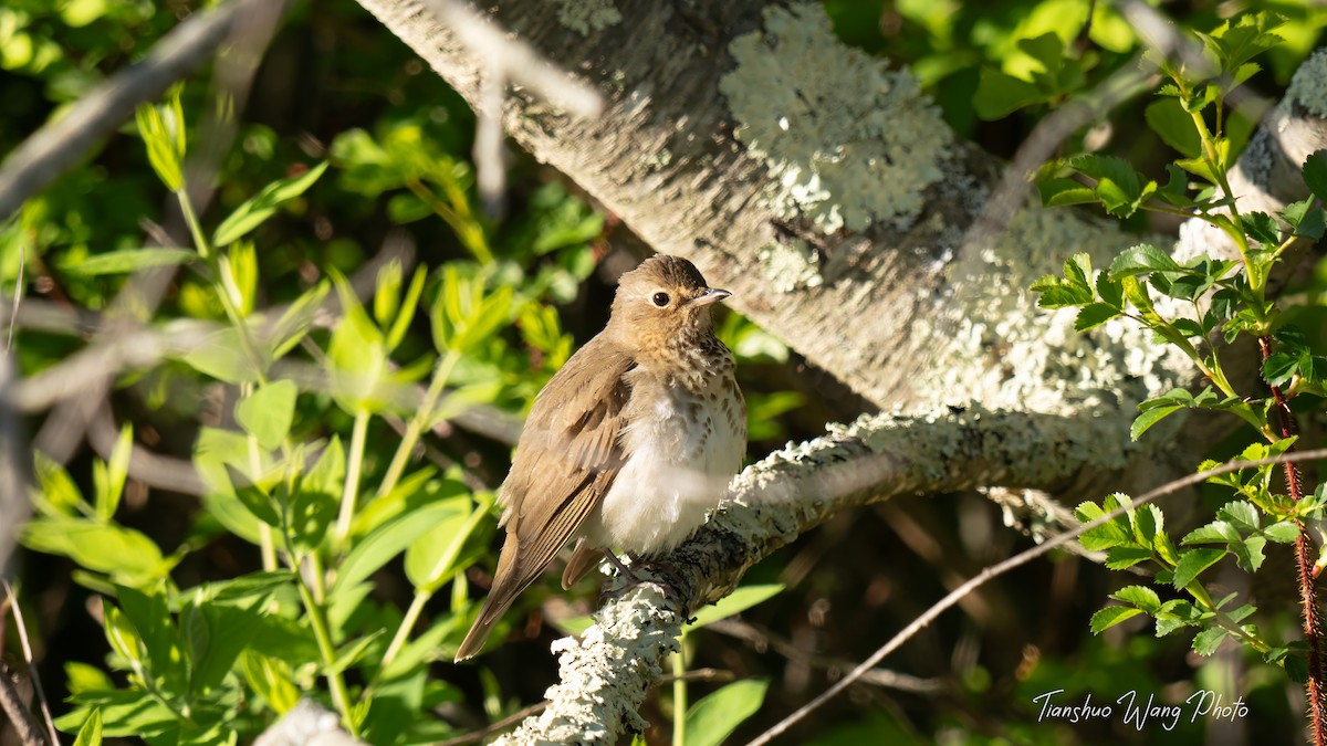 Swainson's Thrush - Tianshuo Wang