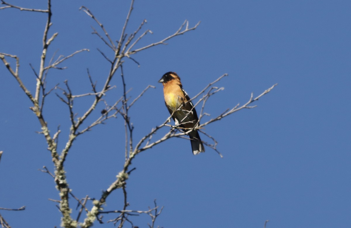 Black-headed Grosbeak - ML618867879