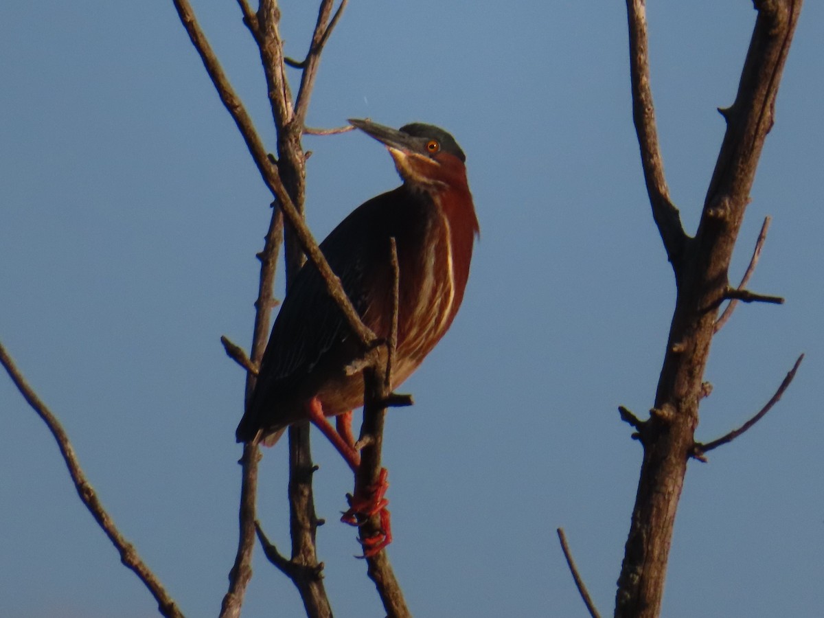 Green Heron - ML618867881