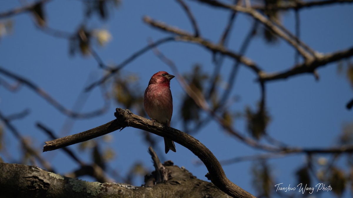 Purple Finch - Tianshuo Wang