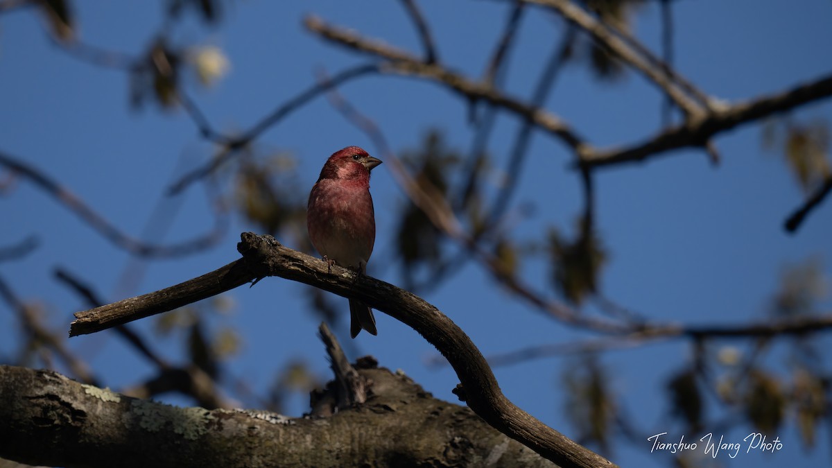 Purple Finch - Tianshuo Wang