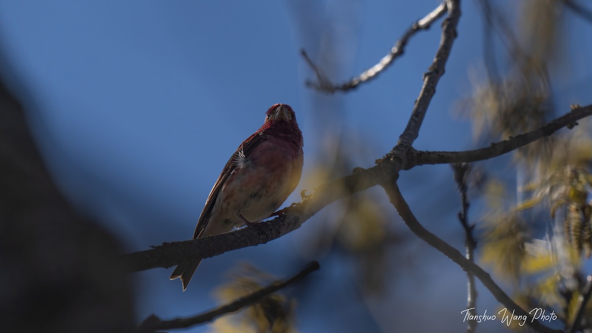 Purple Finch - Tianshuo Wang