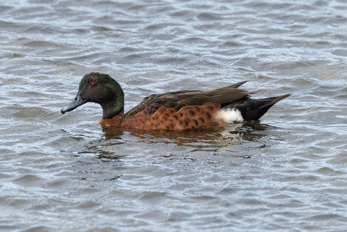 Chestnut Teal - Eric VanderWerf