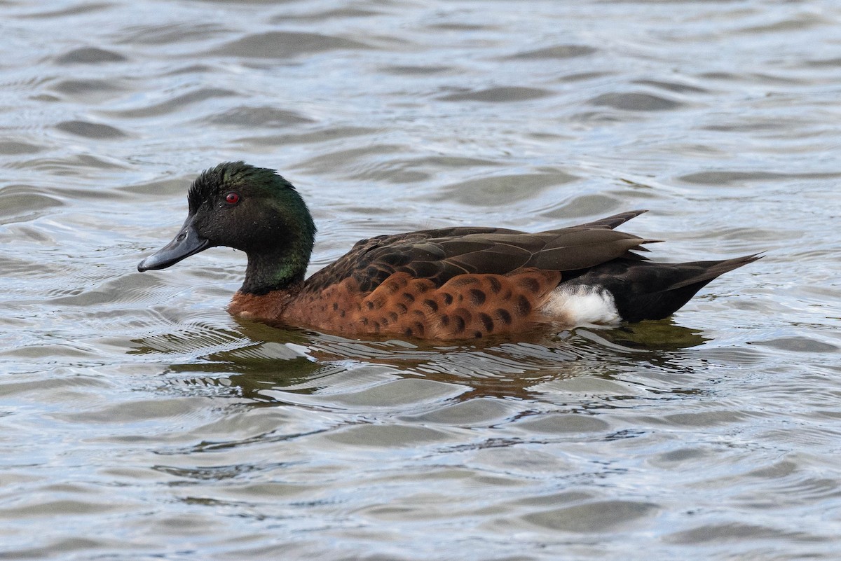 Chestnut Teal - Eric VanderWerf