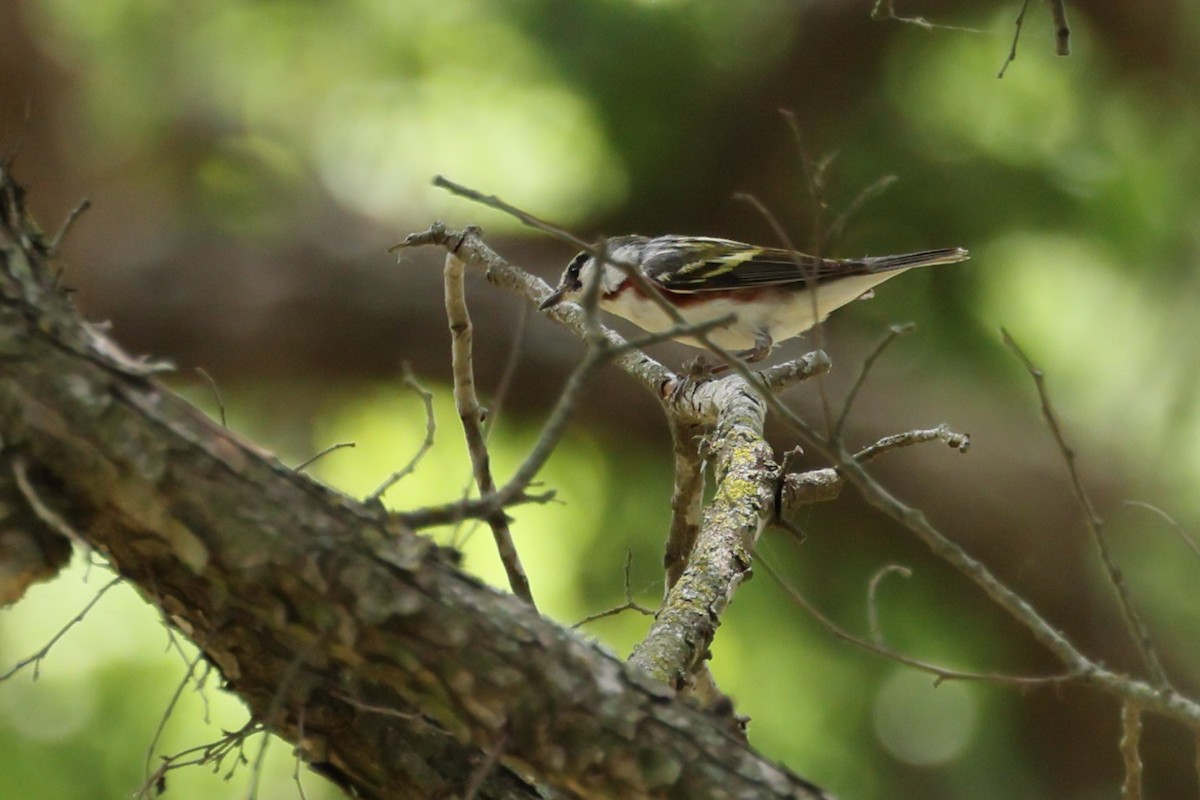 Chestnut-sided Warbler - Fernanda Araujo