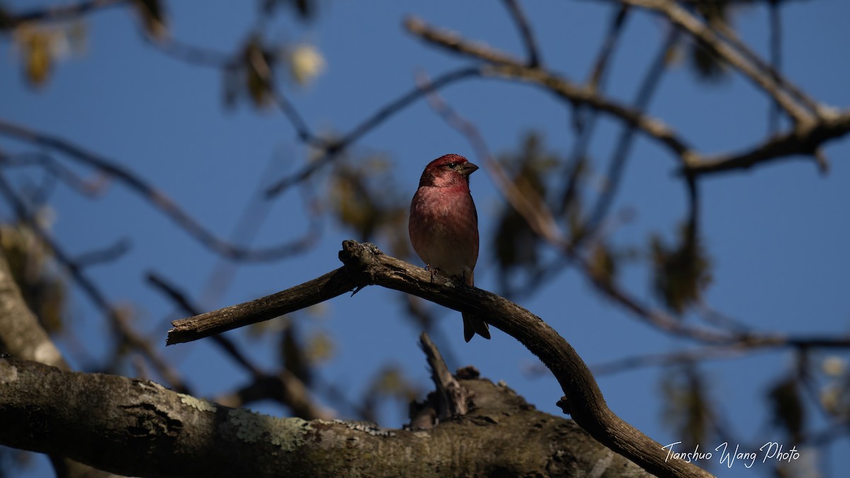 Purple Finch - Tianshuo Wang