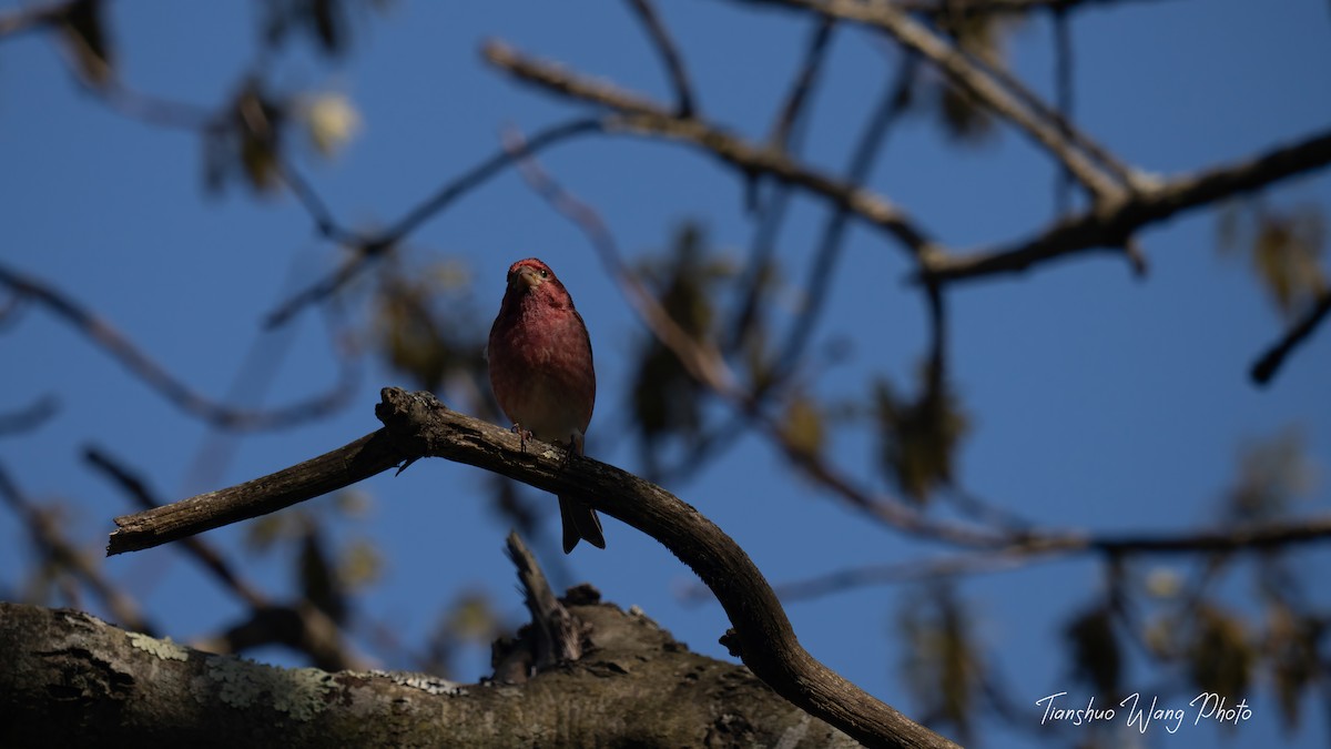 Purple Finch - Tianshuo Wang