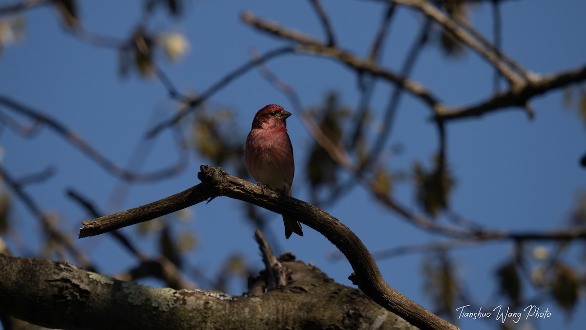 Purple Finch - Tianshuo Wang