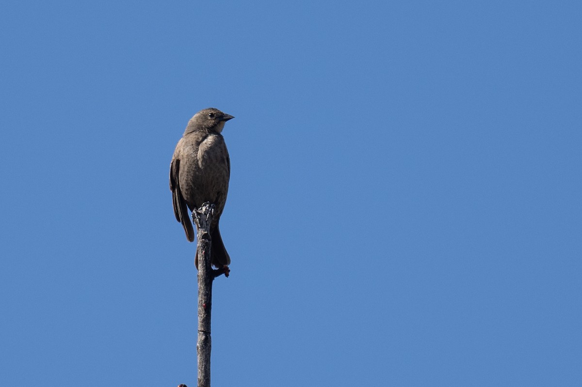 Brown-headed Cowbird - Ross Bartholomew