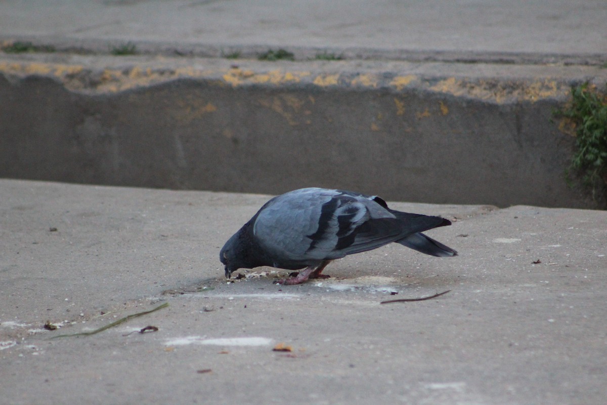 Rock Pigeon (Feral Pigeon) - ML618867904