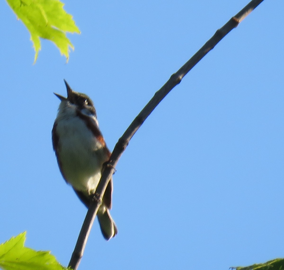 Chestnut-sided Warbler - ML61886791